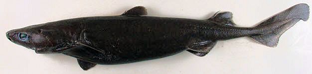 Etmopterus princeps_06.jpg